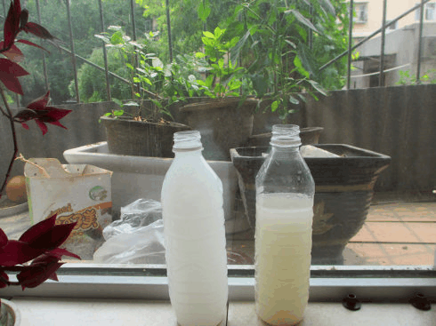 虎皮兰用对肥, 叶子又宽又厚, 花边不减反增!