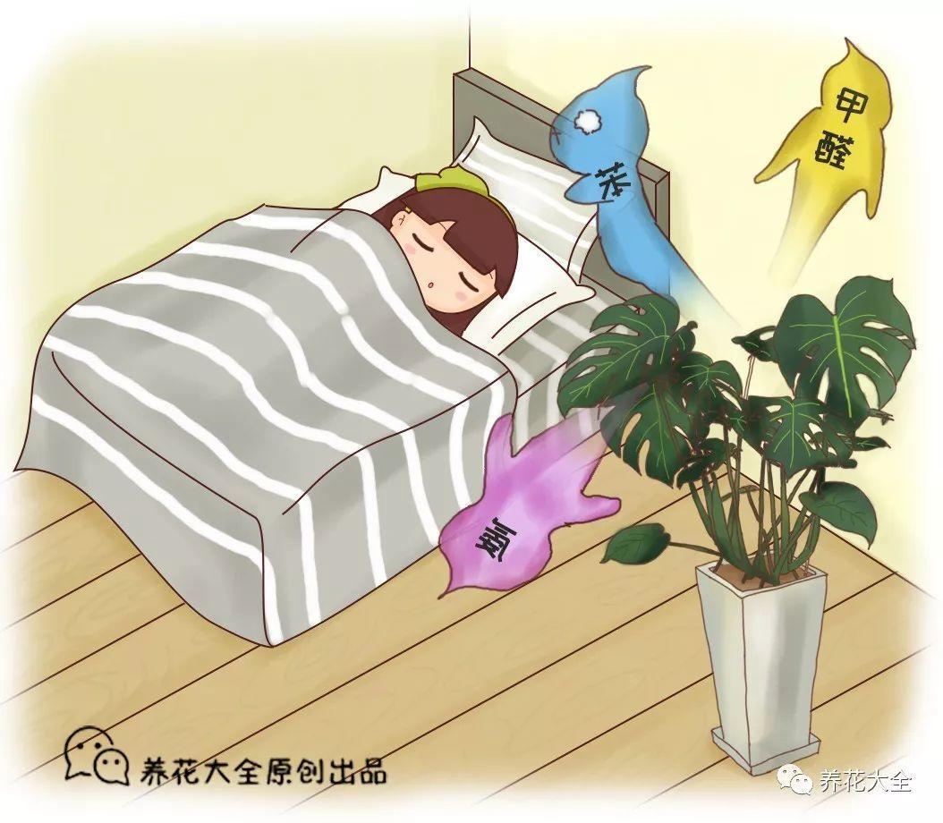 这7种花最适合养在家里, 夜晚释放氧气, 让你不失眠睡的香!