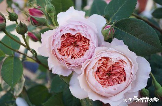 养花方法大总结, 只要学会了, 你就是养花大神!