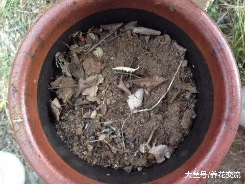 自己在家里用废弃的花盆就能制作有机堆肥, 只需要掌握7个技巧