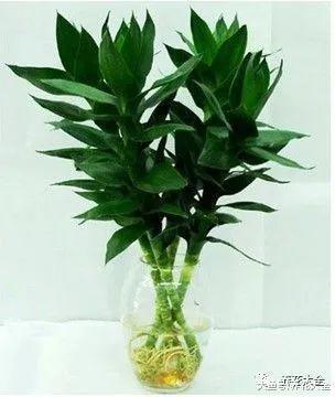 富贵竹这样养, 叶子由绿不烂根, 茎杆节节攀升!