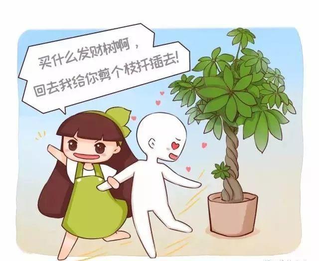 这6种生财花, 剪一枝就能长满盆, 省下大笔买花钱!