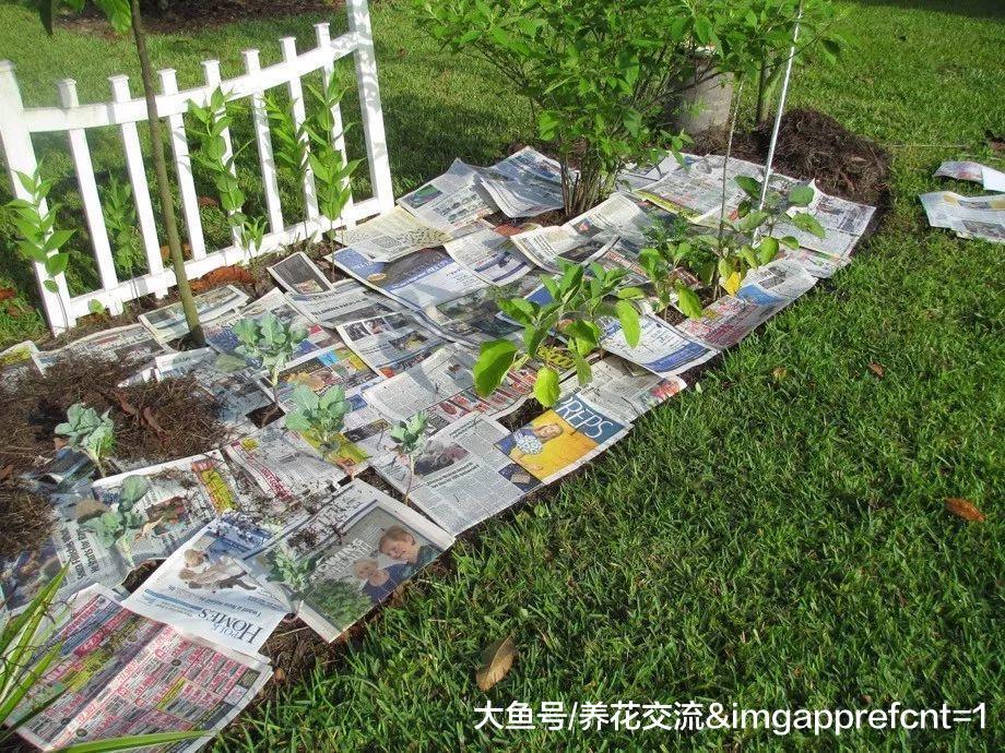 废弃的旧报纸铺在土面上有这么多好处, 让土壤肥沃、没杂草