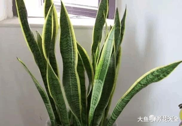 虎皮兰幸福树叶子又打卷? 只需3步, 立马直挺绿油油!