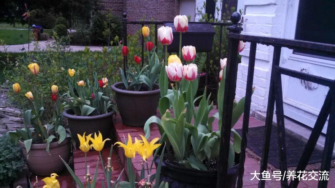 种好球根花卉需要掌握的几个技巧, 郁金香、洋水仙随便养开花