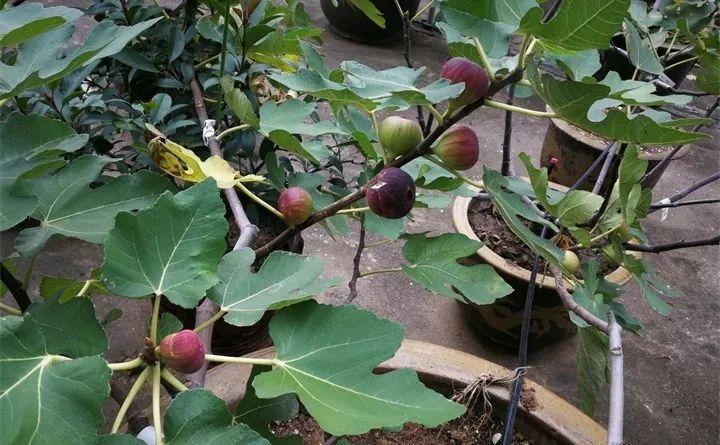 无花果别买了, 掐根枝插土里就活, 来年结果一箩筐!