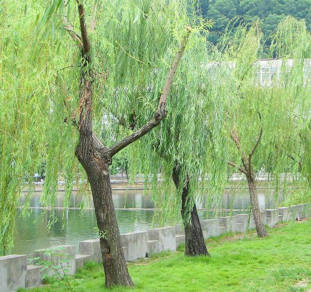 把这种“皮”放水里泡泡, 成了“万能水”, 拿来浇花, 长得旺!