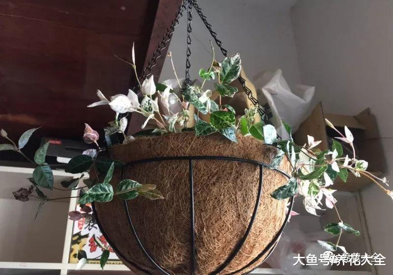 把这些花吊起来养, 不但花开满盆, 还不占地!