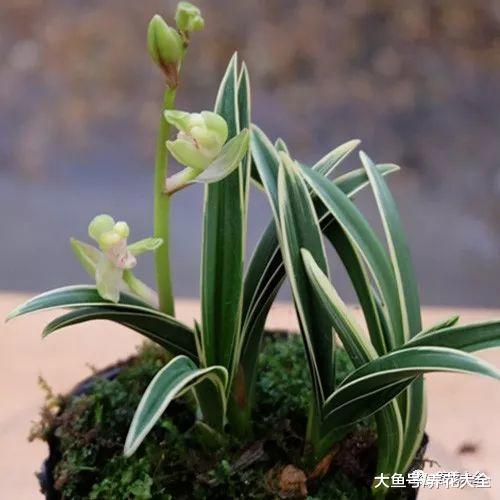 家里养一盆兰花, 学会这3招, 一开就是大半年!