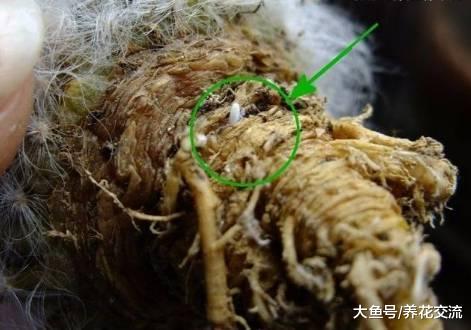 室内植物花卉上常见的五种病虫害, 用这些方法就能清除