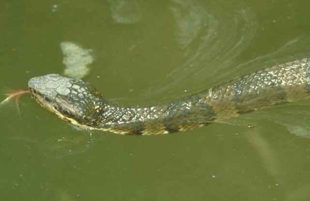 女子去自家鱼塘摘菜看见水中的异样, 俯下身子观看, 下一秒慌了