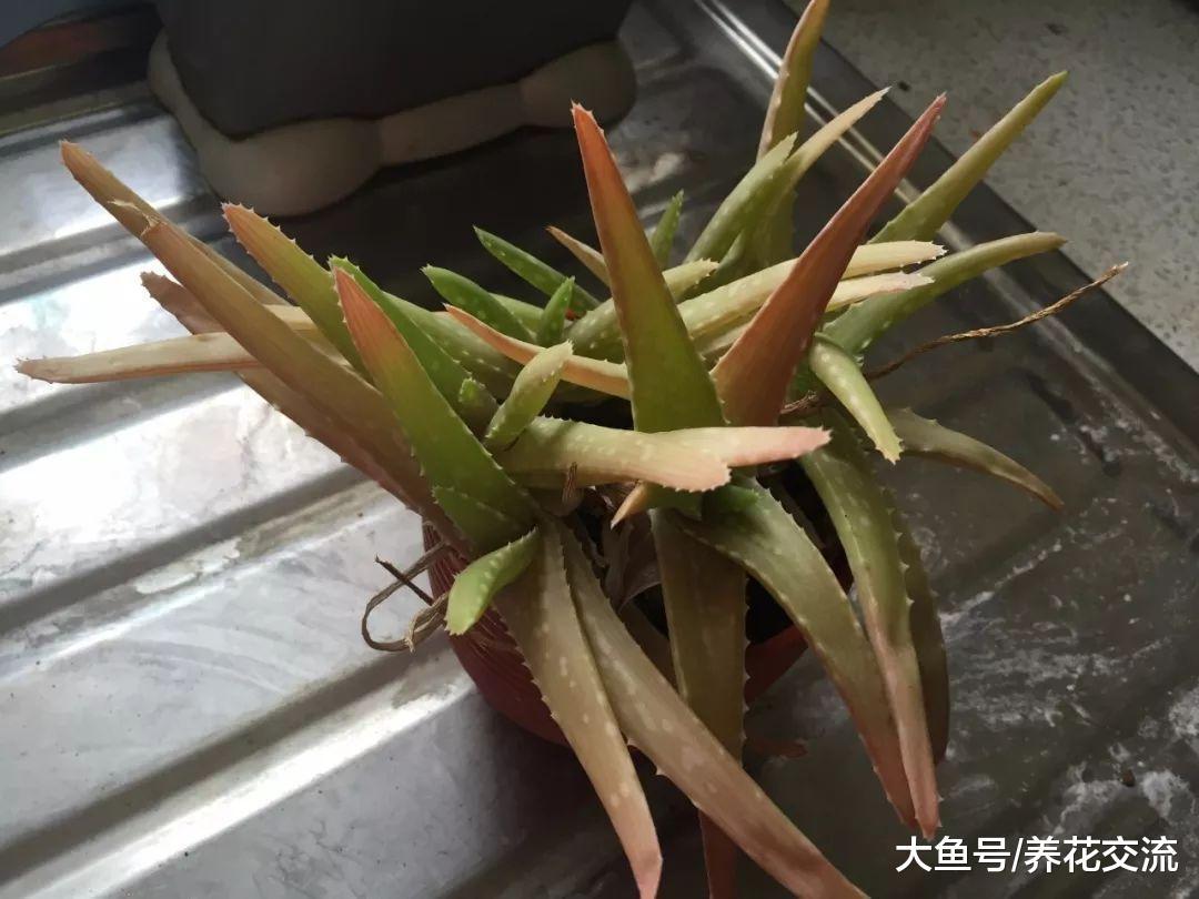 芦荟的叶片变成棕色、变红, 用这种方法就能解决
