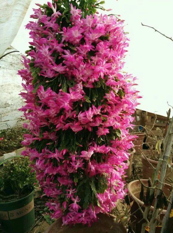 张大爷养花, 喷“1种水”催花, 3周冒100个“花芽”, 阳台变花海