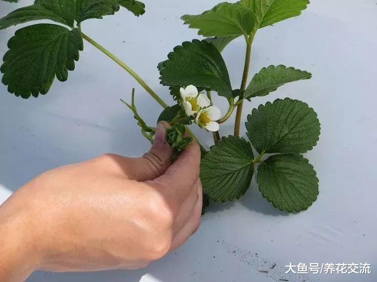 在花盆里栽种的草莓也能保持多年生长, 养护得当可以年年结果
