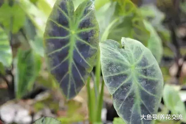 9种观赏性特别好的观叶植物, 叶片比观花植物还美