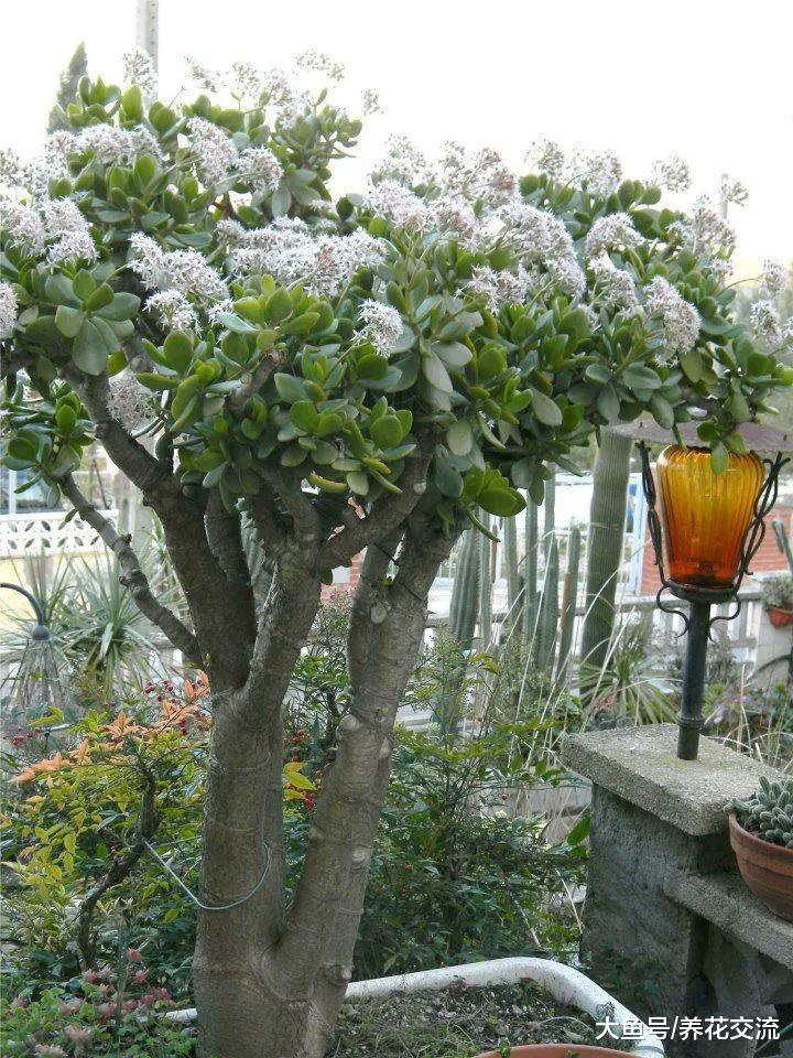 玉树养成盆景的几个技巧, 为啥有人养在室内就容易挂掉呢