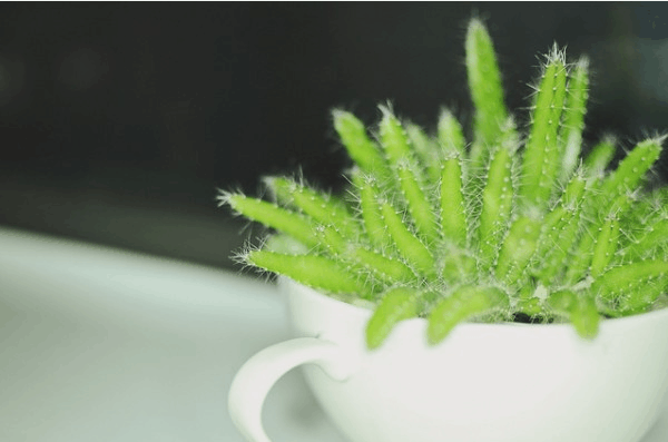 火龙果好吃又好养! 插1根“枝条”在盆里, 收获的“果实”甜又香