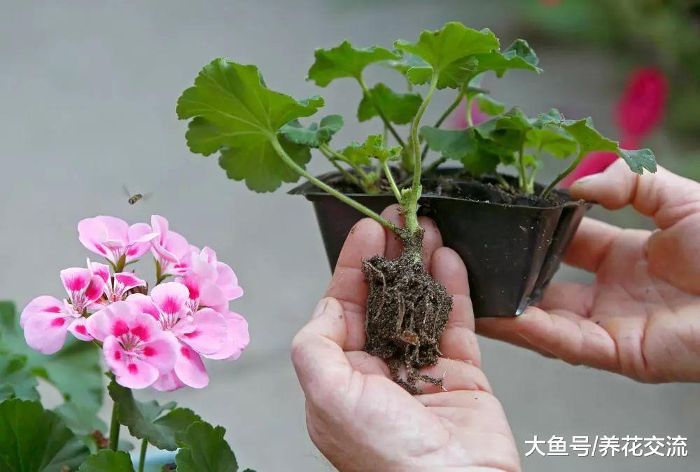 繁殖植物学会用枝条扦插, 这6种花能轻松种满整个阳台