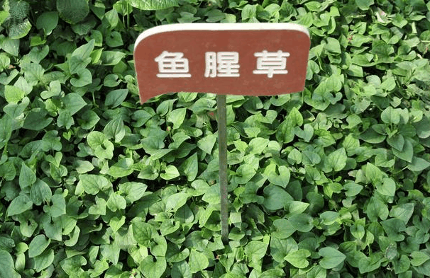 都说吸烟的坏处多, 但吸烟的3个“好处”, 却没人提!