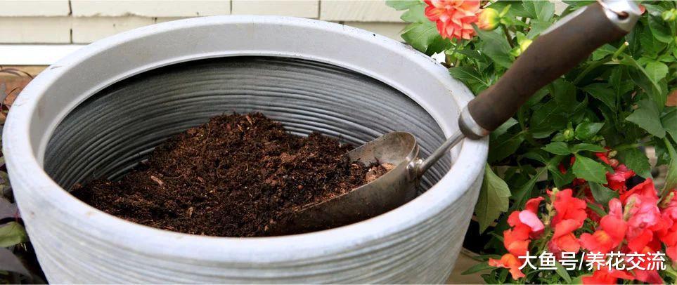 家里的盆栽植物换盆不注意关键技巧, 难怪移栽后长不好