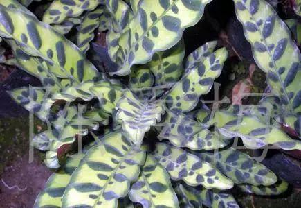 这种植物有猫眼一样的特性, 还能净化空气, 及其耐阴好养!