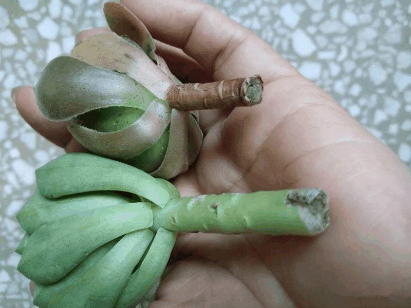 砍完头的多肉, 教你用根橡皮筋, 10天就能长满盆!