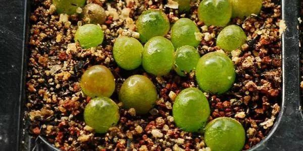 看一眼绝对忘不掉的多肉, 养一盆就跟养了一座富士山一样!