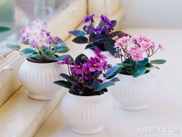 盆栽植物作为礼品的创意, 你更喜欢用哪些花卉作为礼物?