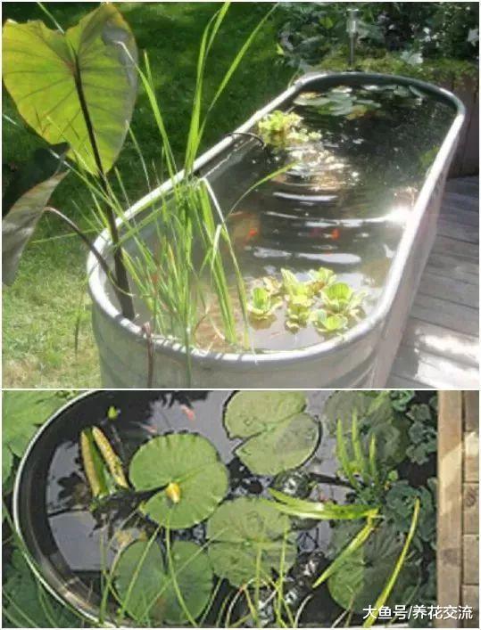 这些迷你的水池花园用花盆或水缸都可以制作, 摆放在院子格外清新