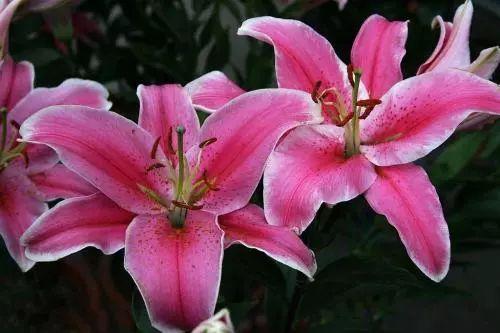 香水百合应该这么养, 才能香出十里外, 开花大朵漂亮!