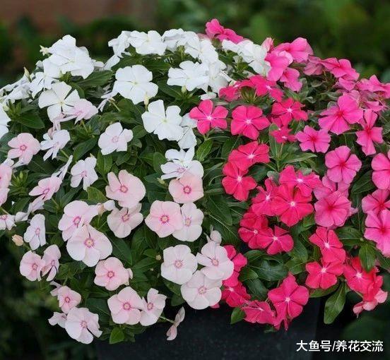 养在阳台上就能常年开花的长春花, 没想到还有这么多花色