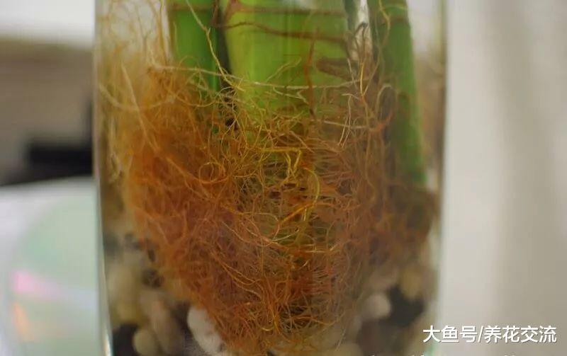 适当修剪富贵竹是否可以促进它的茎叶生长呢?