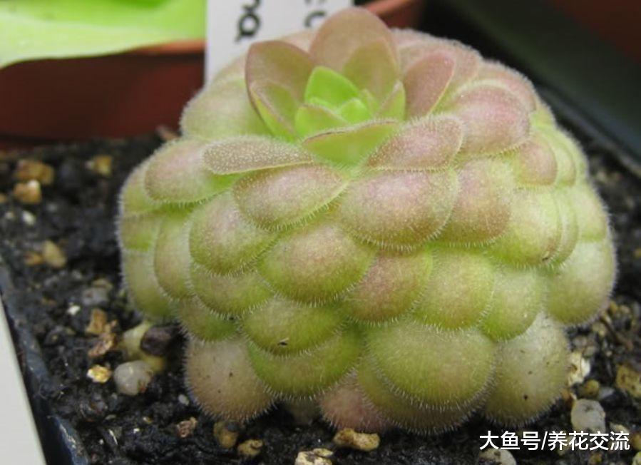 新手掌握这些技巧, 在窗台和阳台上就能养好各种食虫草了