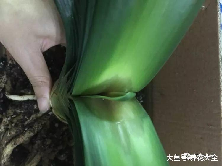 这5种花要注意, 一淋雨就烂根, 放在屋内才安全!