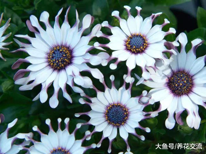 家里种上这10种靓丽的开花植物, 整个院子春秋季节都是七彩的花卉