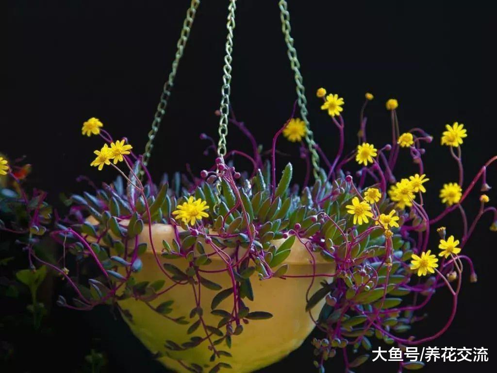 7种非常流行的吊盆多肉植物, 都能长成花瀑一半的形态