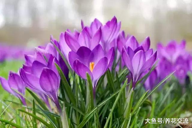 6种在春暖之后开花的球茎花卉, 开花特别优美