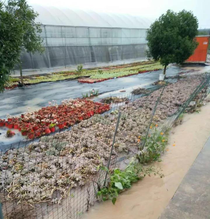 台风加暴雨, 30万棵多肉被淹, 一夜之间变的皱巴巴!