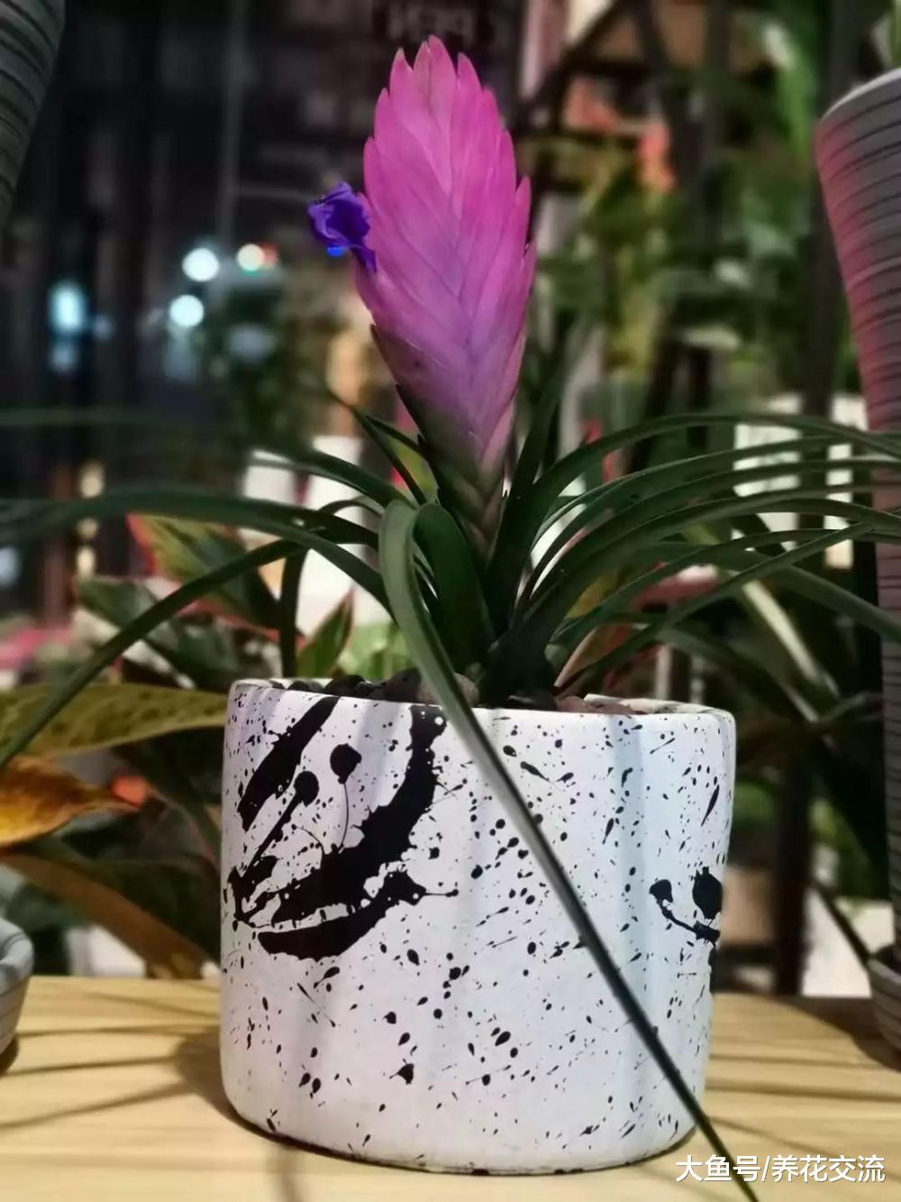 很多人都把紫凤梨的苞片当成花朵, 花开后才知道真相