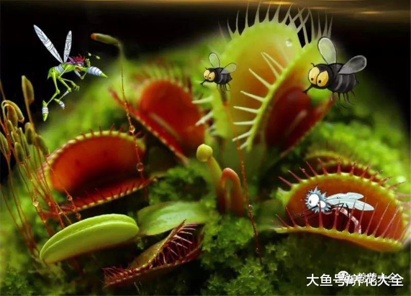 养花就养这6种, 简单好养, 连蚊香钱都省了!