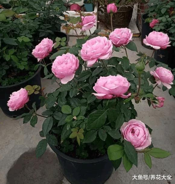 学会这一招, 再也不用去花市买花, 掰个枝就能长出一盆!