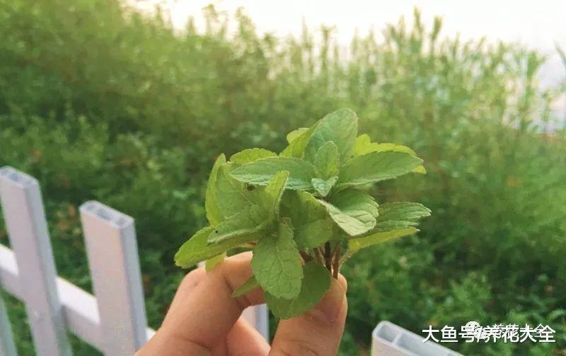 天热没精神? 养盆留兰香, 比清凉油还好用!