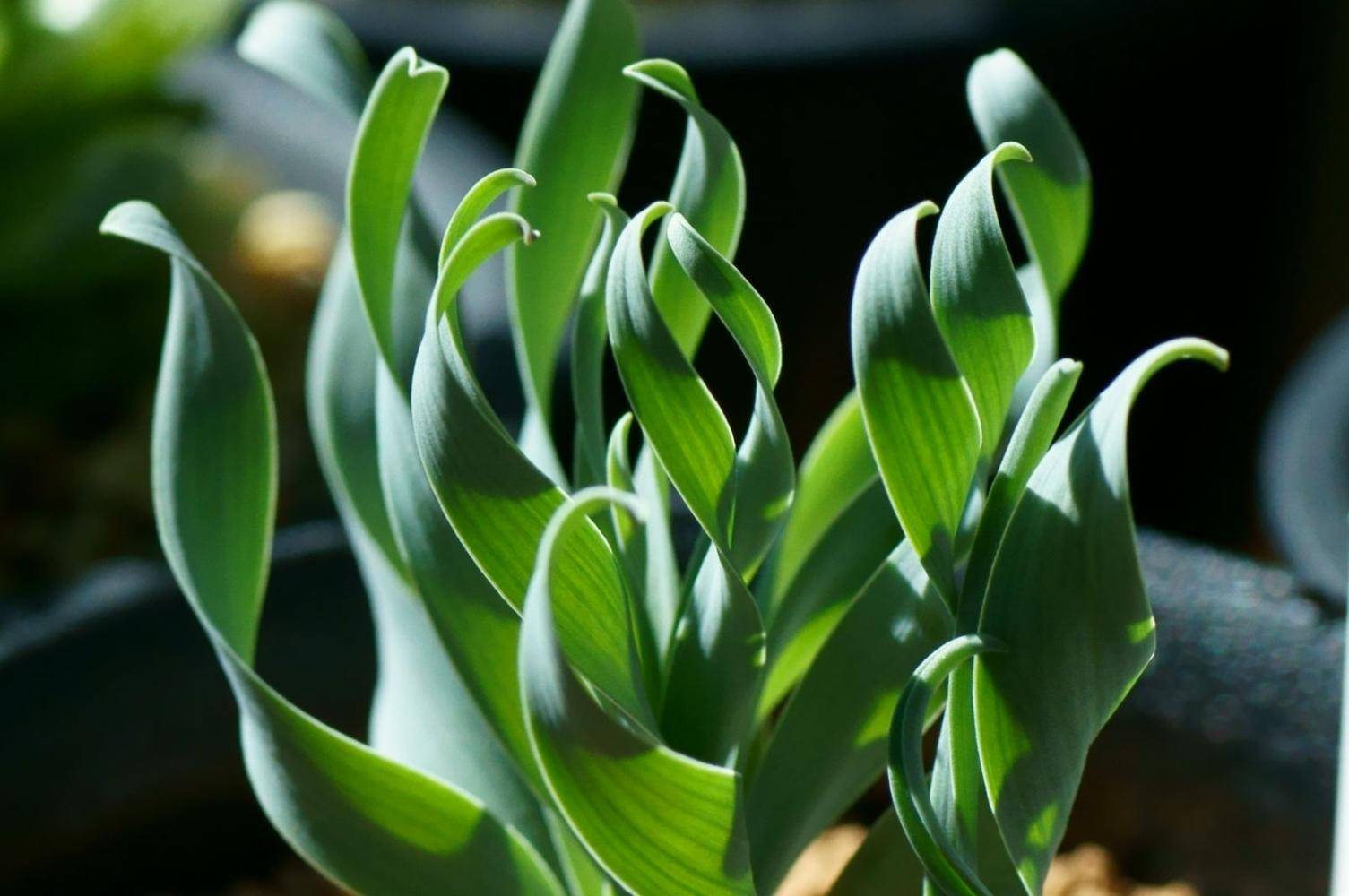 春秋型、夏季型和冬季型的多肉植物分别代表着什么?