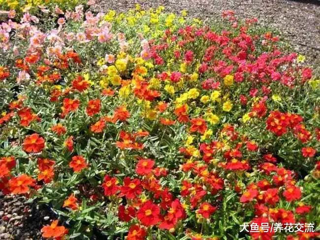 这13种植物特别适合作为院子的覆盖花卉, 花朵开得都很灿烂