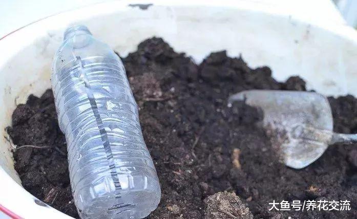 月季花用高枝压条的方法繁殖, 移栽后就能成活