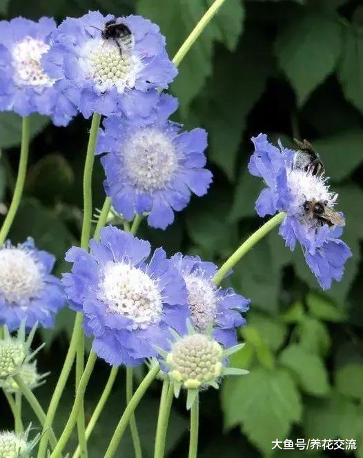 8种可以一年四季连续不断开花的灿烂花卉