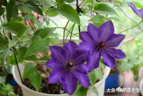 从一片叶到爬满墙, 只用了1个月, 这花繁殖力真强!