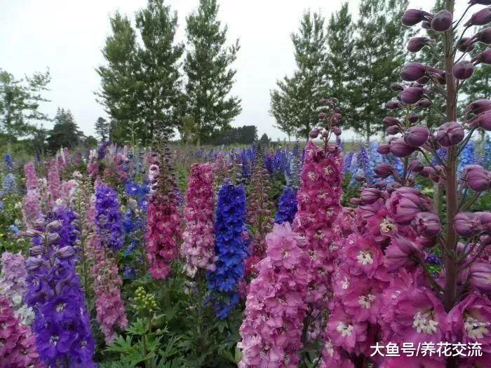 用种子就可以在室内培育飞燕草, 长成华丽的开花植物