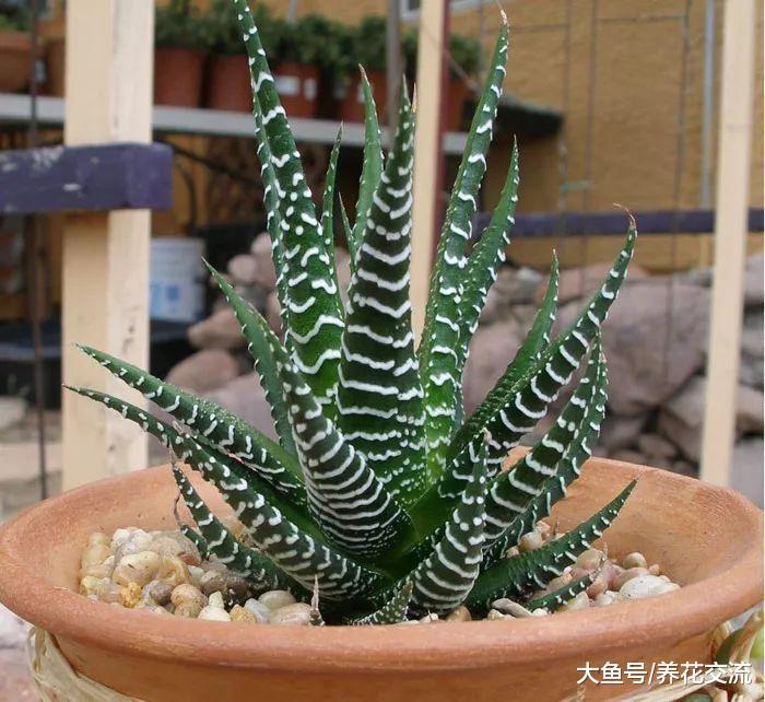 10种适合栽种在花盆里的多肉植物, 养成室内盆栽也能生长良好