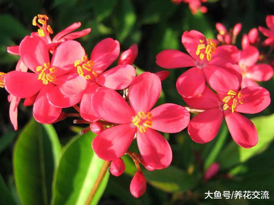 这种热带花清新迷人, 每年开花保持一百多天, 为啥那么少人养